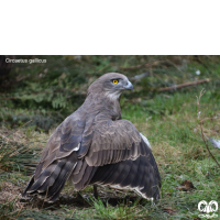 گروه عقاب‌ها Eagles